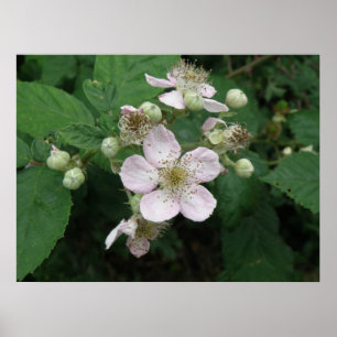 Blackberry Flowers Poster
