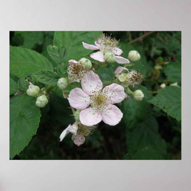 Blackberry Flowers Poster (Front)