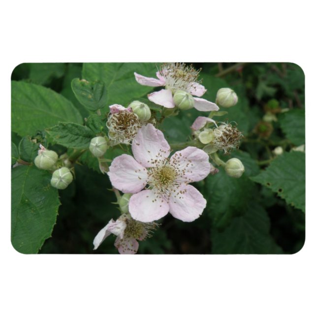 Blackberry Flowers Premium Magnet (Horizontal)
