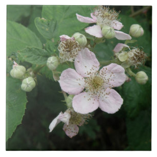 Blackberry Flowers Tile