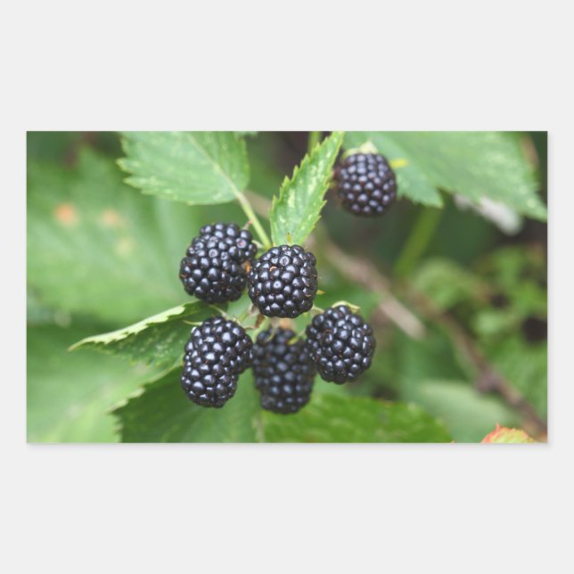Blackberry Juicy Summer Fruit Gardener Gardening Rectangular Sticker (Front)