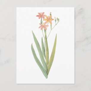 blackberry lily(Belamcanda chinensis) by Redouté Postcard