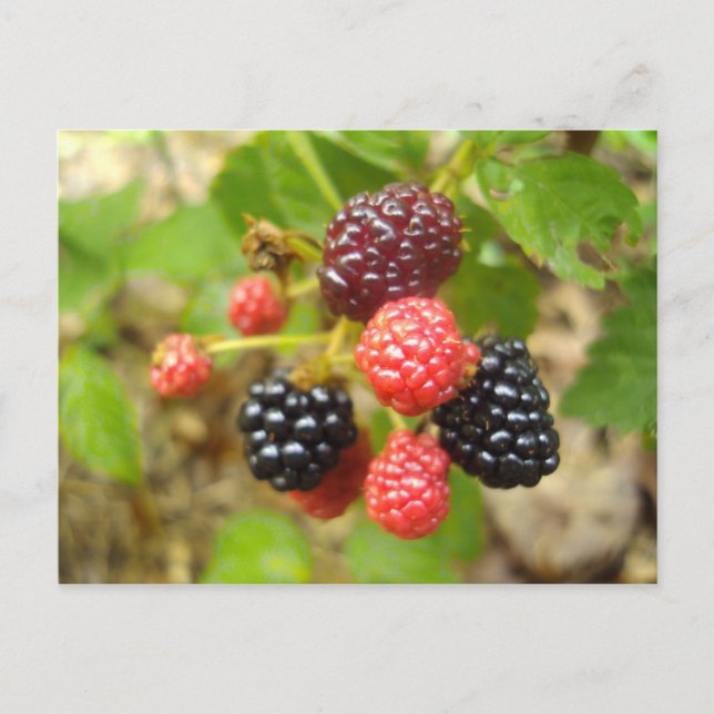 Blackberry Postcard (Front)