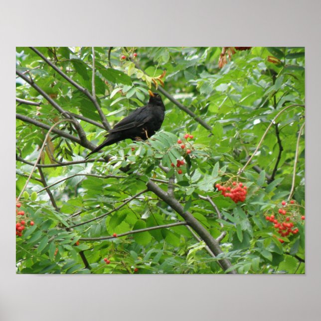 Blackbird and Berries Print (Front)