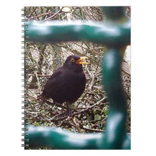 Blackbird behind bars, Animal, Birds, Black Bird Notebook