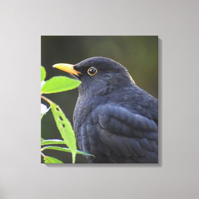 Blackbird Canvas Print (Front)