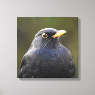 Blackbird Canvas Print