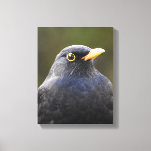 Blackbird Canvas Print