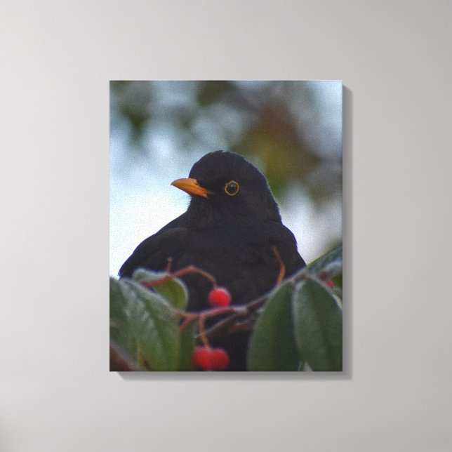 Blackbird Canvas Print (Front)