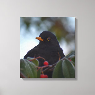 Blackbird Canvas Print