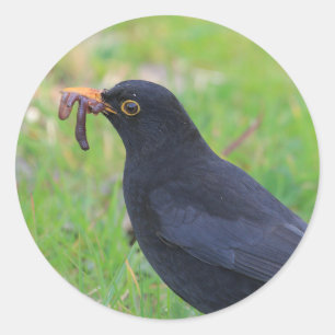 Blackbird Classic Round Sticker