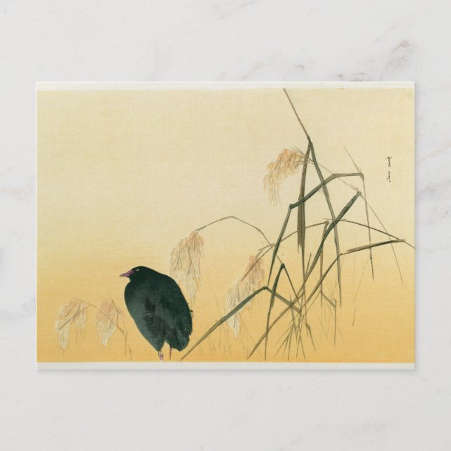 Blackbird, Edo Period Postcard (Front)