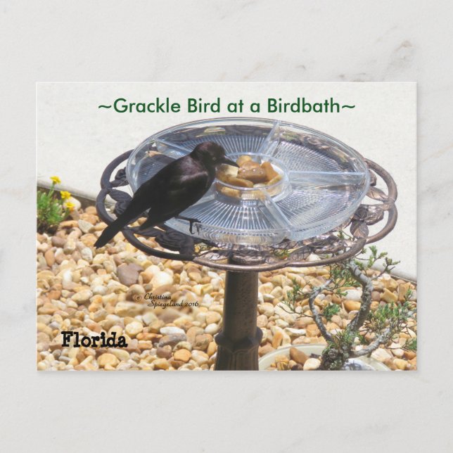 Blackbird Grackle bird Birdbath Postcard (Front)