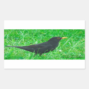 Blackbird image for Rectangle Stickers, Glossy Rectangular Sticker