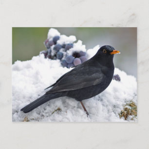 Blackbird in snow postcard
