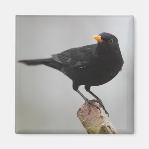 Blackbird Magnet