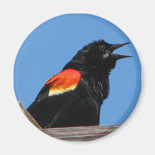 Blackbird Magnet