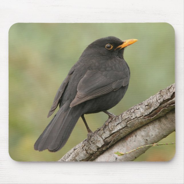 Blackbird Mouse Mat (Front)