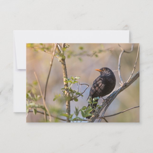 Blackbird Nature Photo Card (Front)