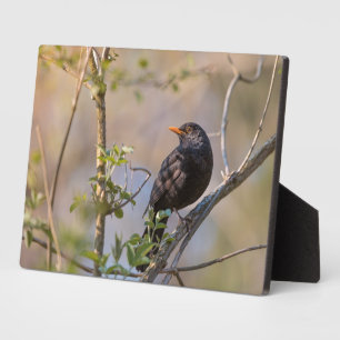 Blackbird Nature Photo Plaque