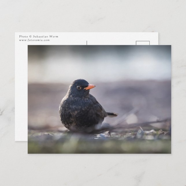 Blackbird Nature Photo Postcard (Front/Back)