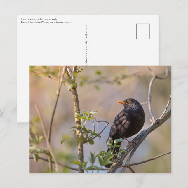 Blackbird Nature Photo Postcard (Front/Back)
