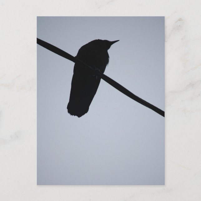 BlackBird on a Wire Postcard (Front)