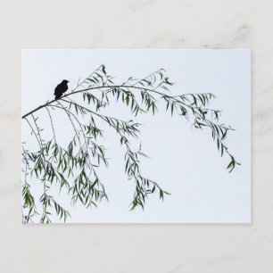 Blackbird On Willow Postcard