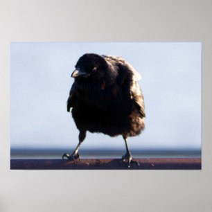Blackbird Photo Poster