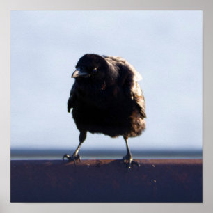 Blackbird Photo Poster