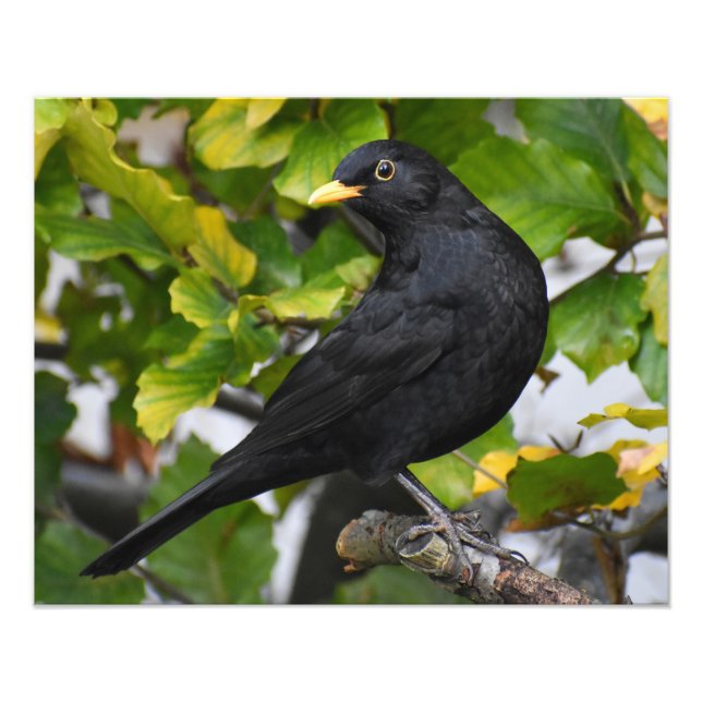Blackbird  photo print (Front)