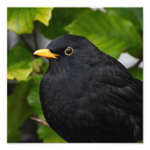 Blackbird  photo print
