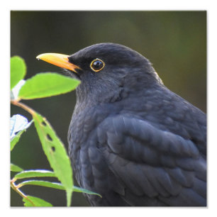 Blackbird Photo Print