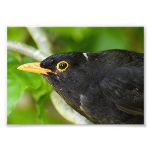 Blackbird Photo Print