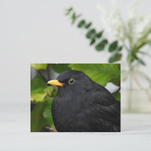 Blackbird postcard