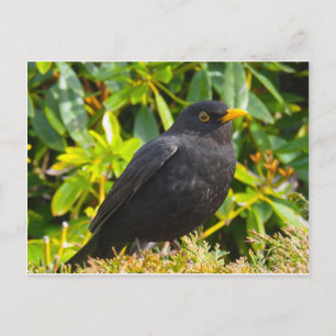 Blackbird Postcard