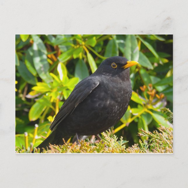 Blackbird Postcard (Front)