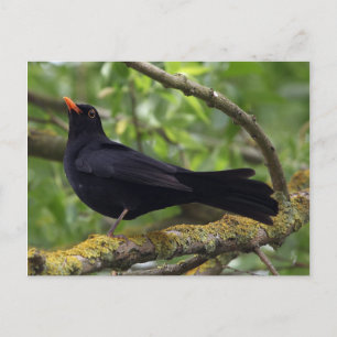 Blackbird Postcard