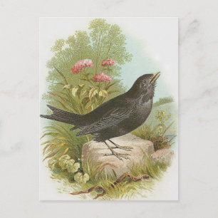 Blackbird Postcard