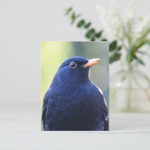 Blackbird  postcard
