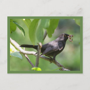 Blackbird Postcard