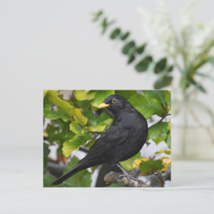 Blackbird  postcard