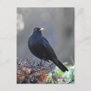 Blackbird Postcard