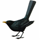 Blackbird Sculpture Standing Photo Sculpture<br><div class="desc">A sculpture for blackbird fans and bird watchers.</div>
