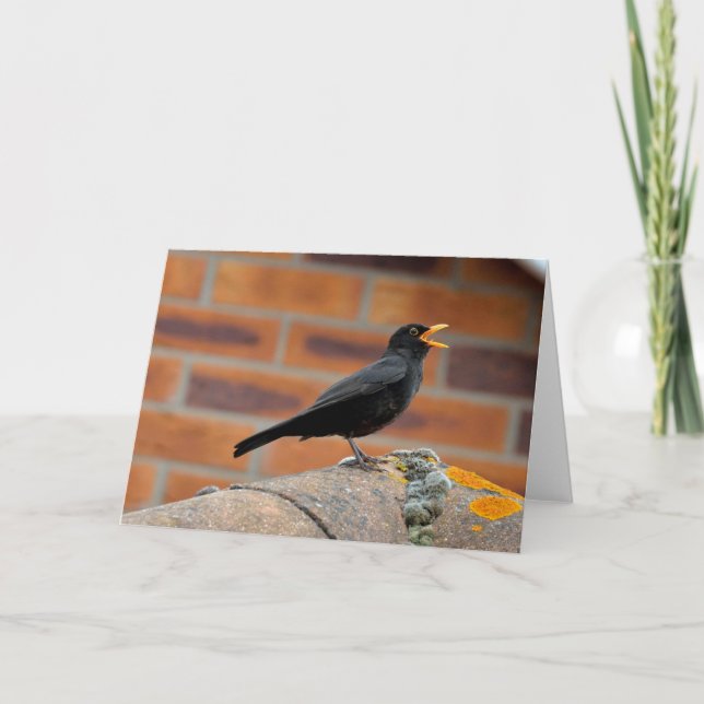 Blackbird singing blank greeting card (Front)