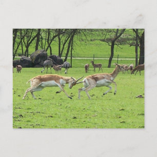 Blackbuck Antelope Postcard