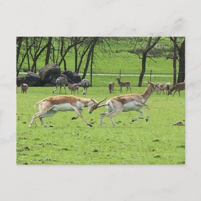 Blackbuck Antelope Postcard (Front)