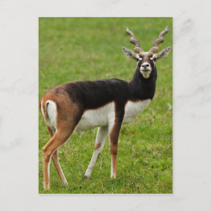 Blackbuck Male Antelope Postcard