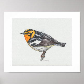 Blackburnian Warbler Art Print