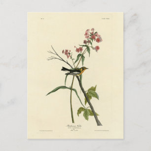 Blackburnian Warbler - Audubon's Birds of America Postcard